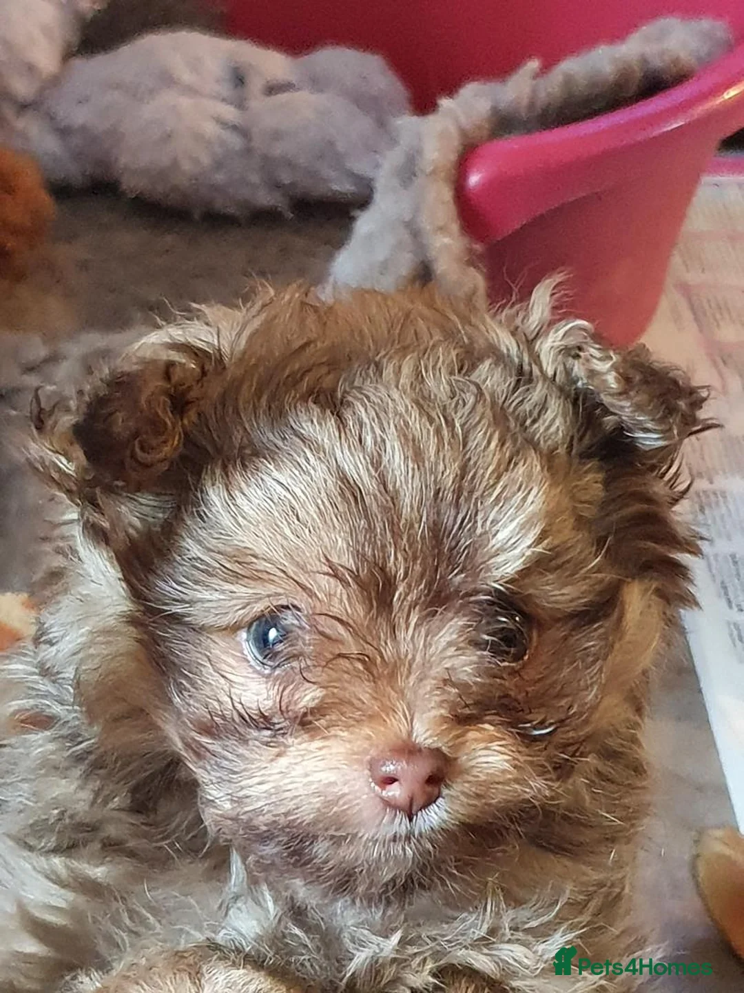 Poodle dogs for stud: Tiny kc reg chocolate toy poodle.STUD ONLY! in Lincoln - Advert 13