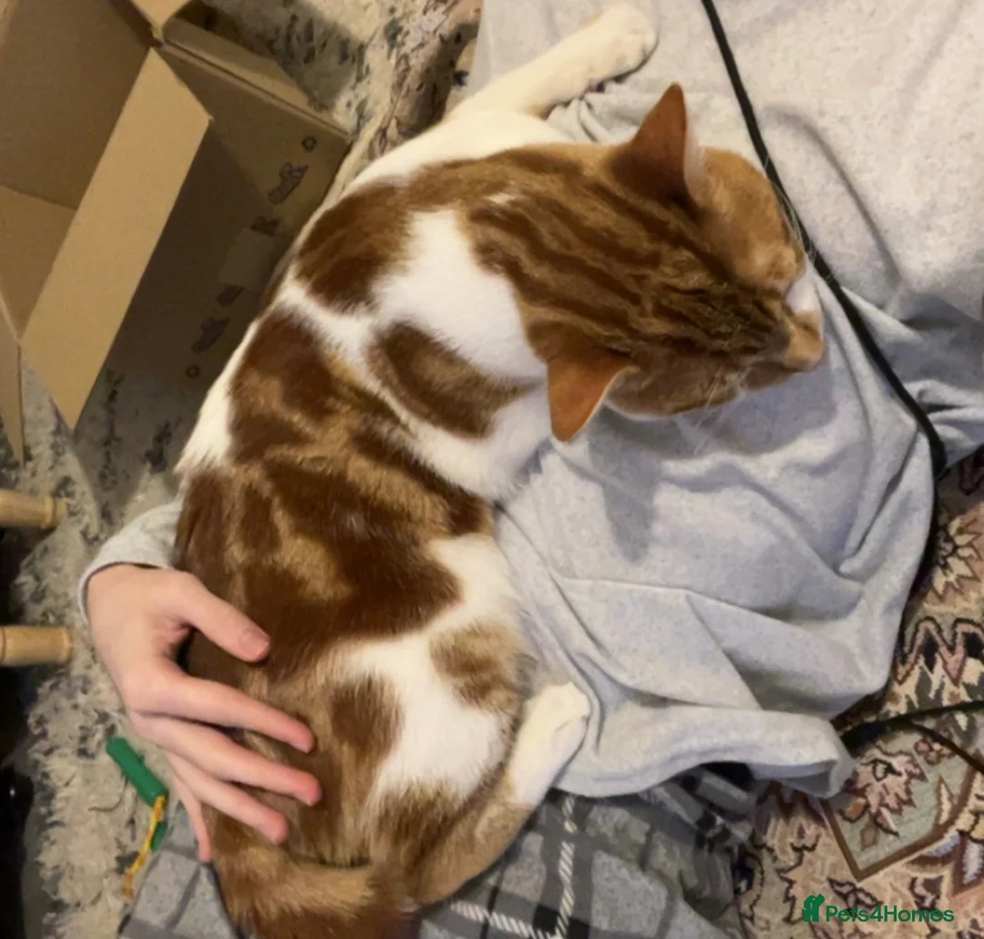 American Shorthair cats for sale: cat for sale - Advert 2