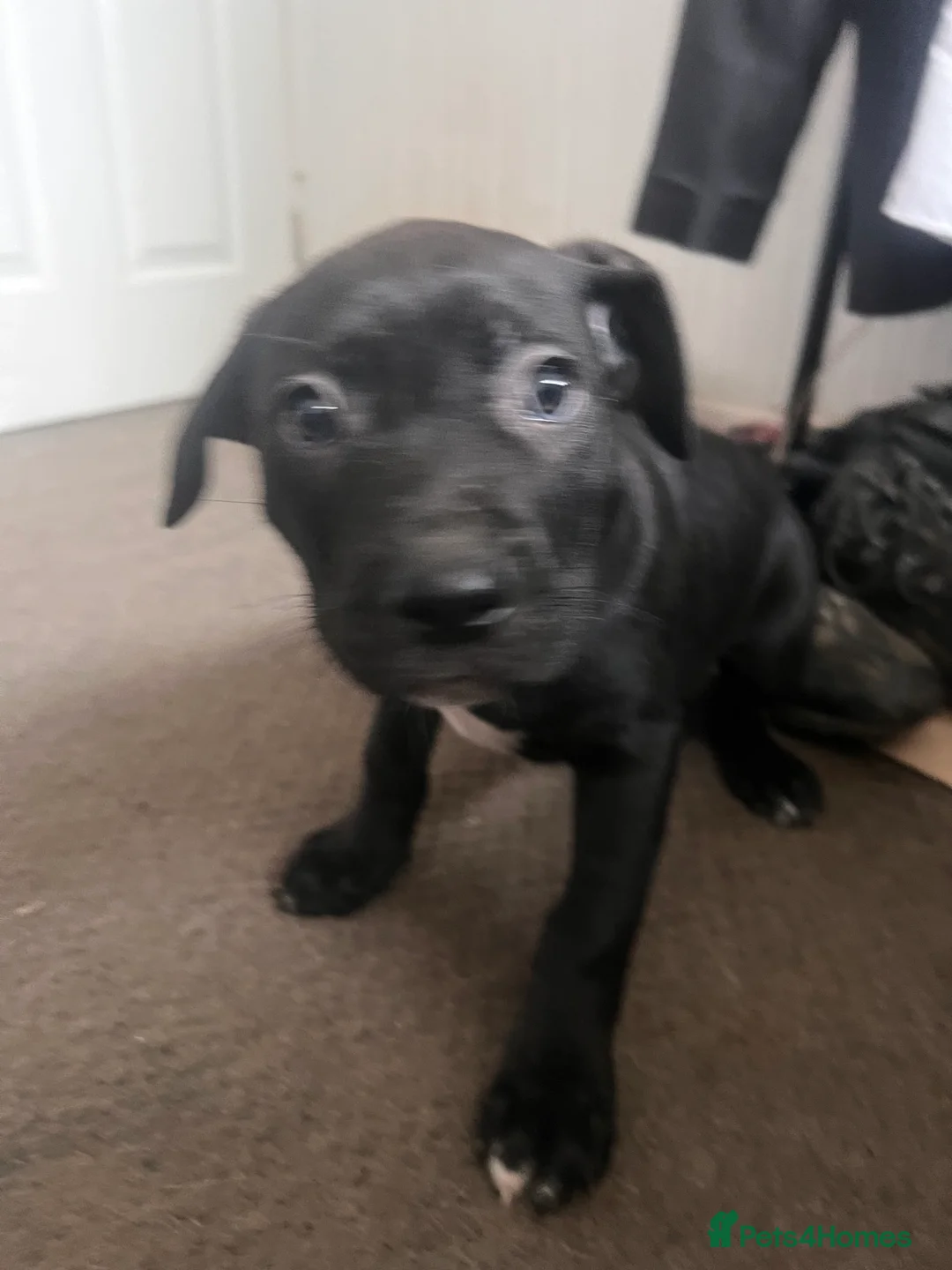 Mixed Breed dogs for sale: 8 Beautiful Mastiff x Staff x Black Mouth Cur Pups - Advert 17