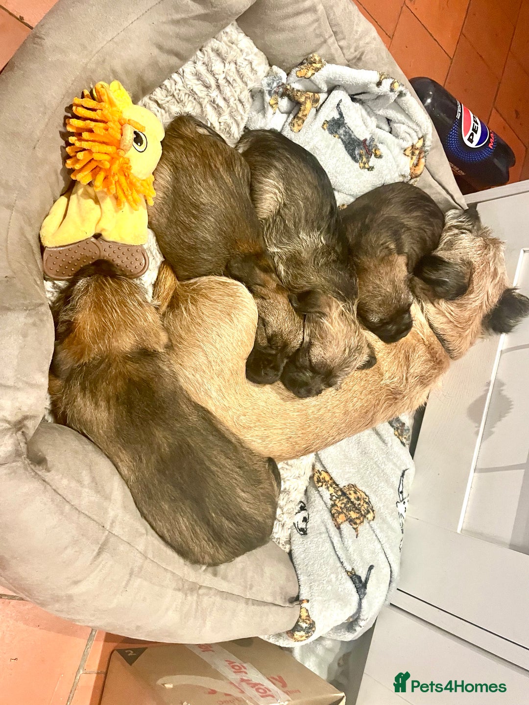 Border Terrier dogs for sale: KC Reg Border Terrier puppies. - Advert 3
