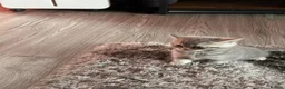 British Shorthair cats for sale: Amazing pure breed BSH/BLH - Advert 22