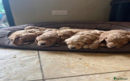 Mini Goldendoodle dogs for sale: Miniature Goldendoodle Puppies – Therapy Dog Mum - Image 5