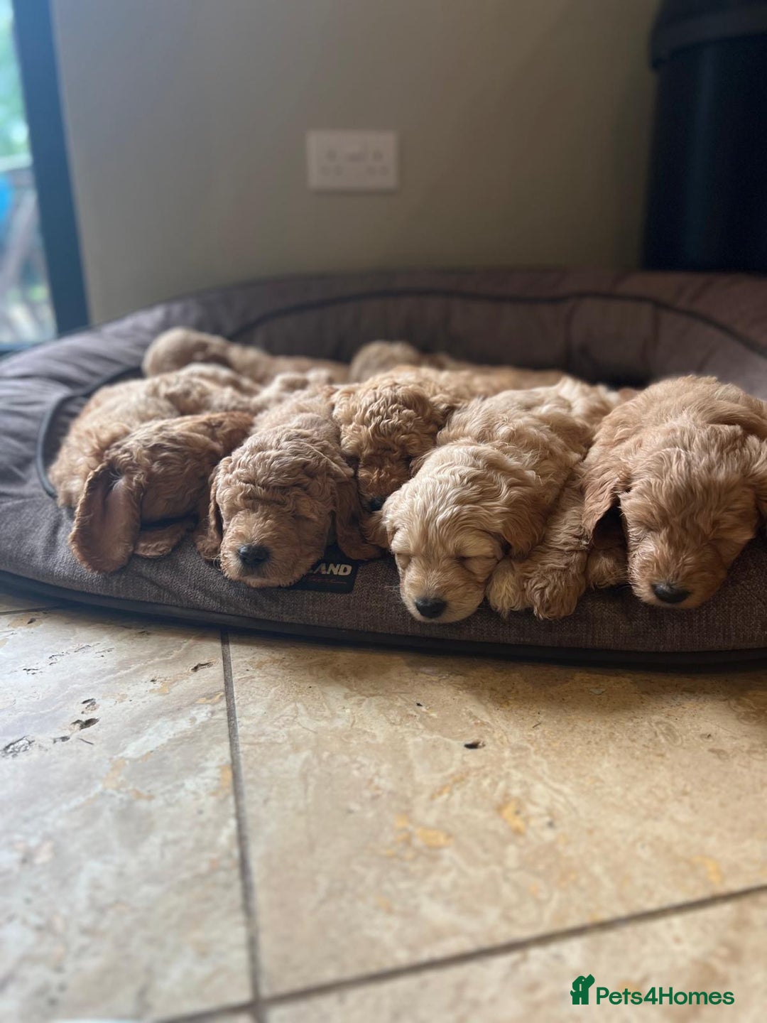 Mini Goldendoodle dogs for sale: Miniature Goldendoodle Puppies – Therapy Dog Mum - Image 5
