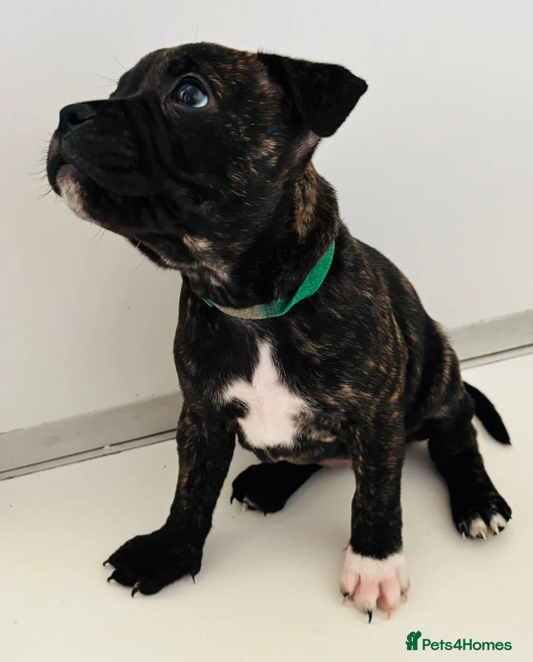 Staffordshire Bull Terrier dogs for sale: Beautiful Staffordshire Bull Terriers - Advert 3