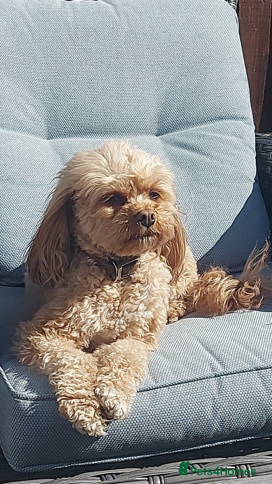 Cavapoo dogs Female cavapoo - Advert 1