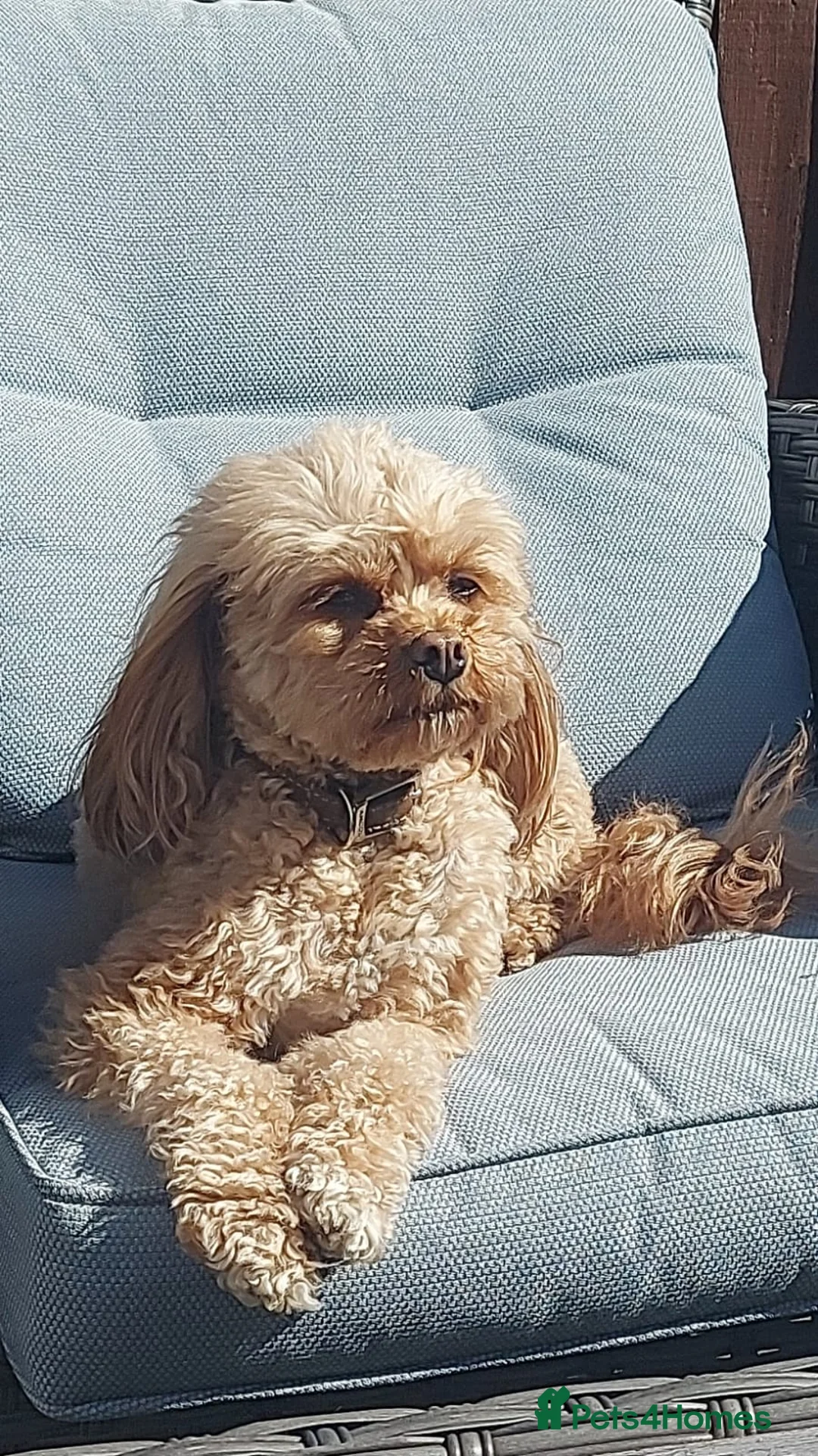 Cavapoo dogs for sale: Female cavapoo - Advert 1