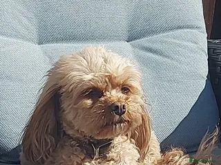 Cavapoo dogs Female cavapoo - Advert 1