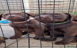 Labrador Retriever dogs for sale: KC REG.. READY NOW!. CHOCOLATE LABRADOR  - Image 23