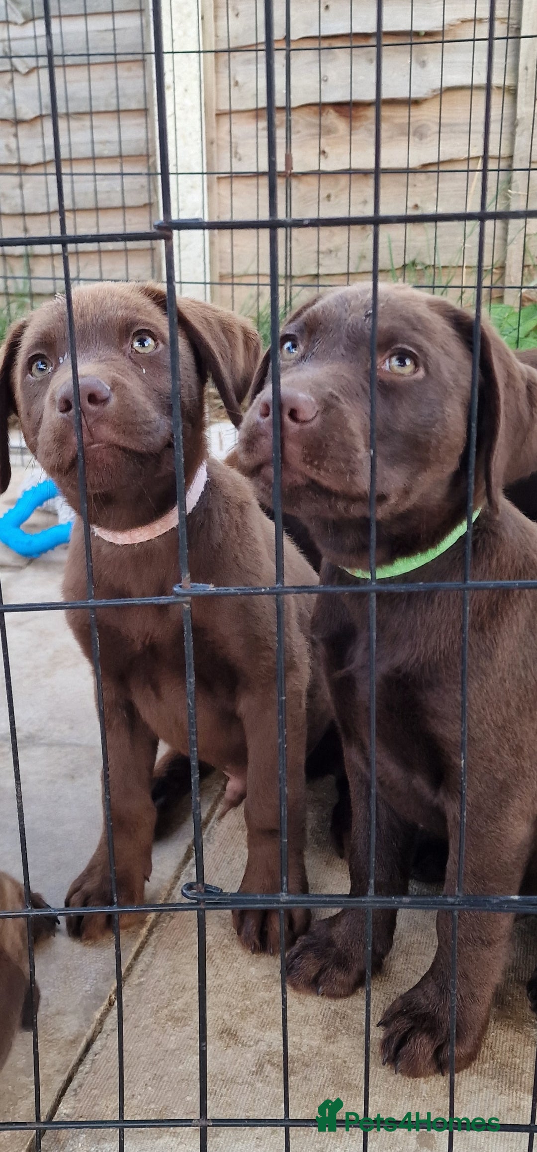Labrador Retriever dogs for sale: KC REG.. READY NOW!. CHOCOLATE LABRADOR  - Image 23