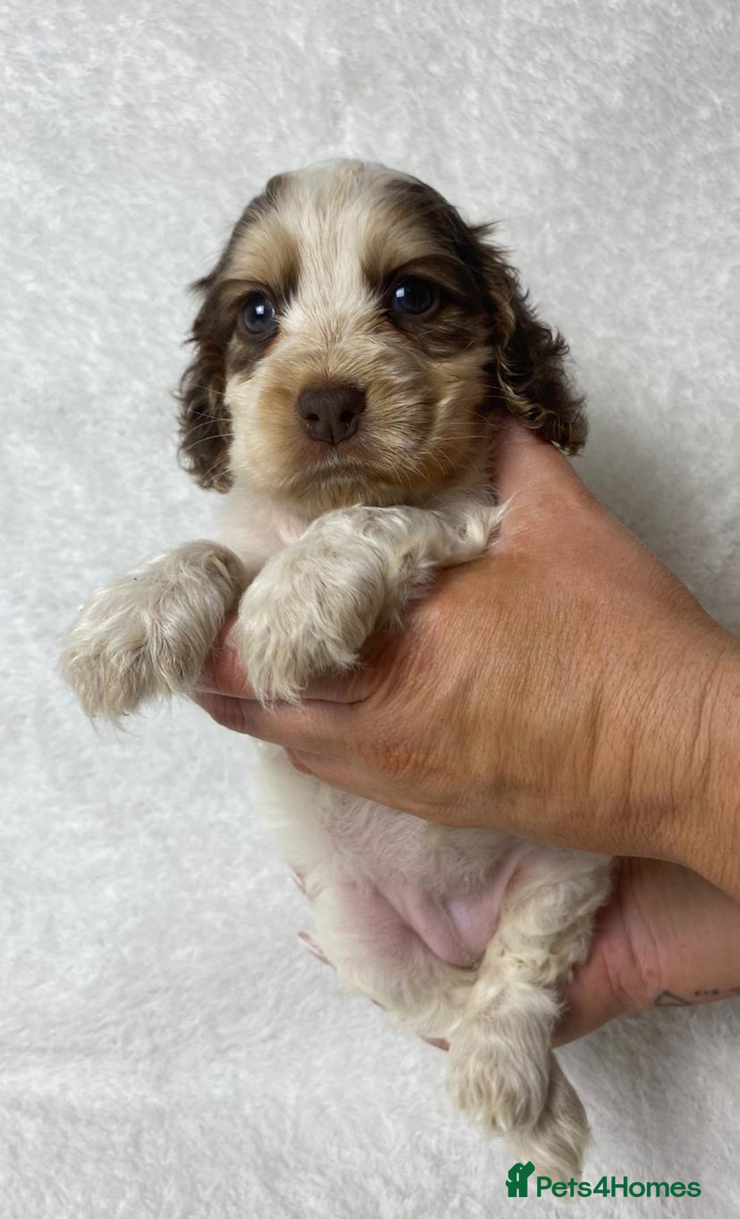 Cocker Spaniel dogs for sale: Show type cocker spaniels  - Image 5