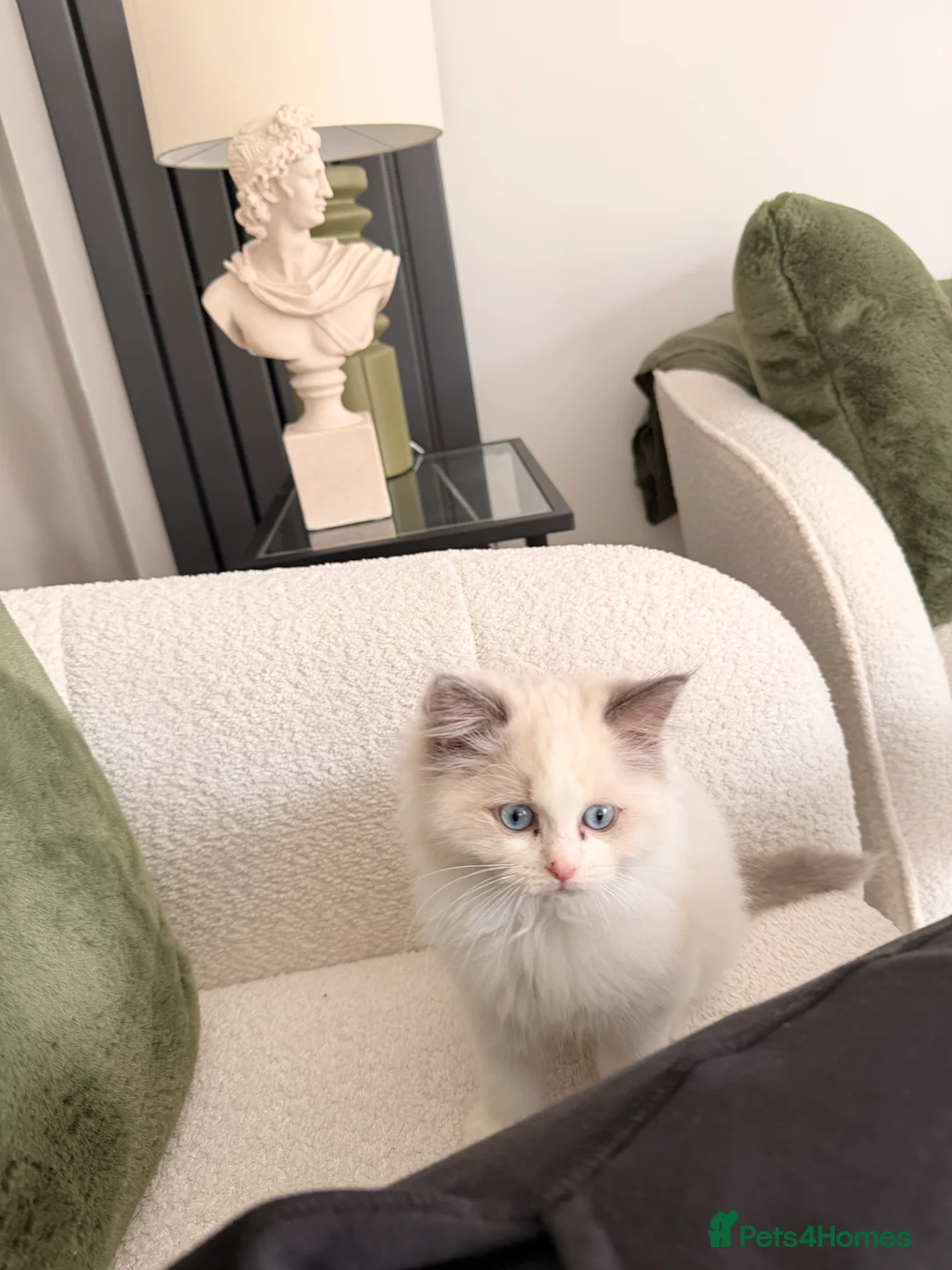 Ragdoll cats for sale: Adorable Blue & White European BiColour - Advert 2
