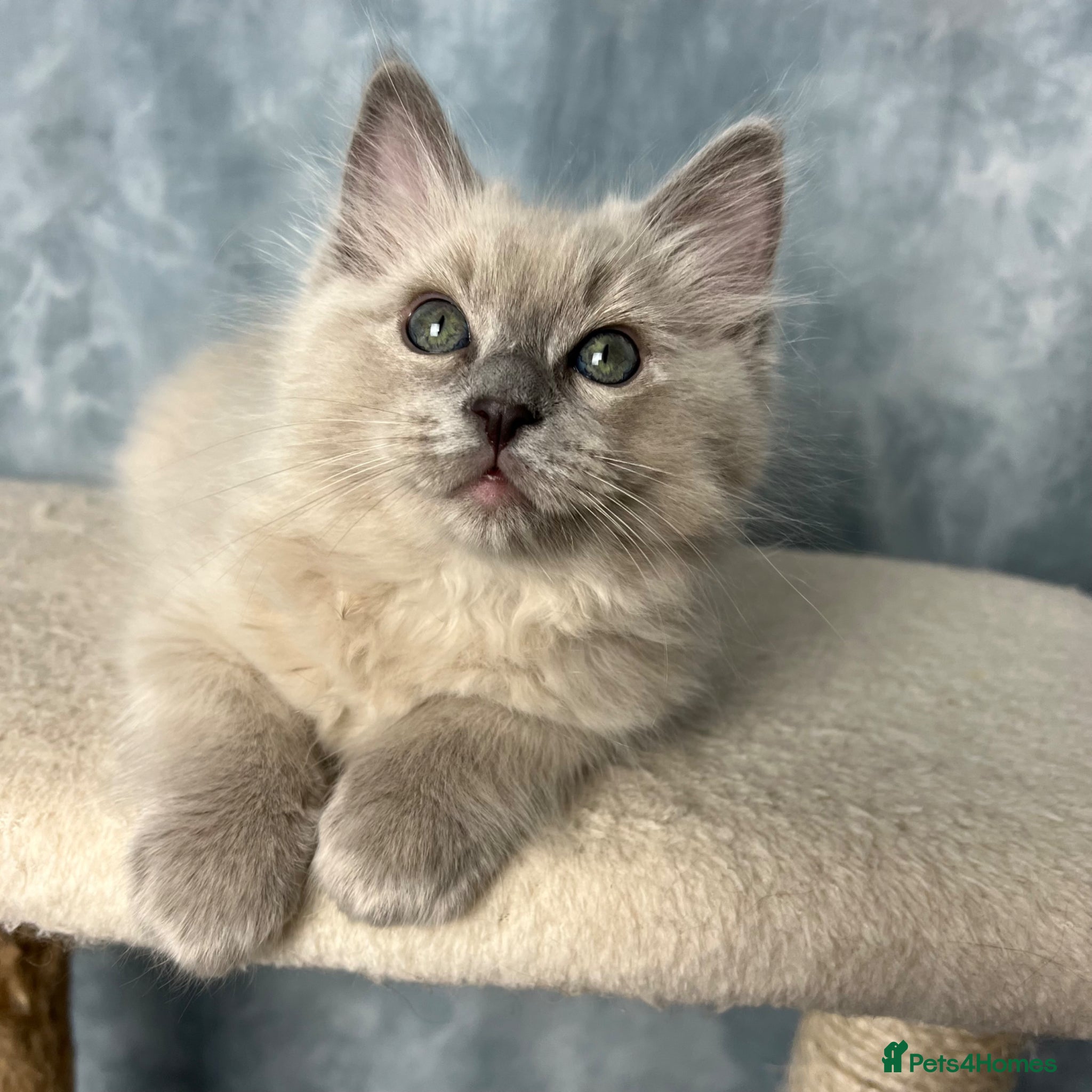 Ragdoll cats Green-eyed light Mink Cherubim Ragdoll BOY Ready - Advert 8
