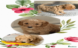 Labradoodle dogs for sale: 2 females being rehomed  - Image 1