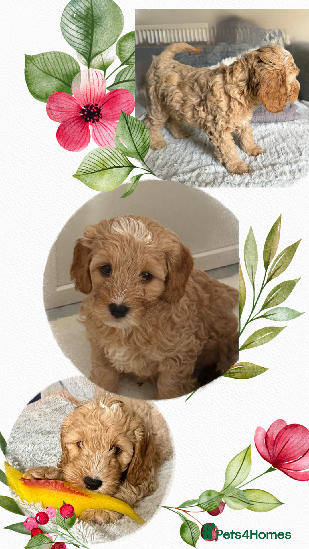 Labradoodle dogs for sale: 2 females being rehomed  - Image 1