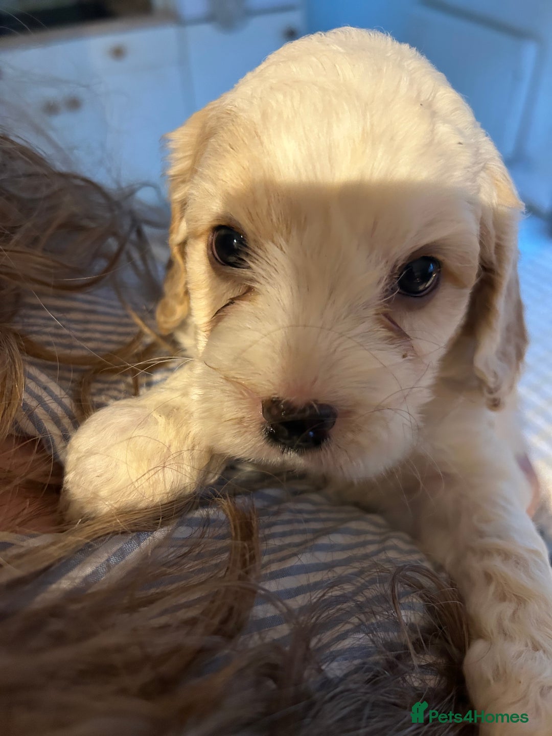 Cavapoo dogs for sale: Beautiful Cavapoo puppies  - Advert 7