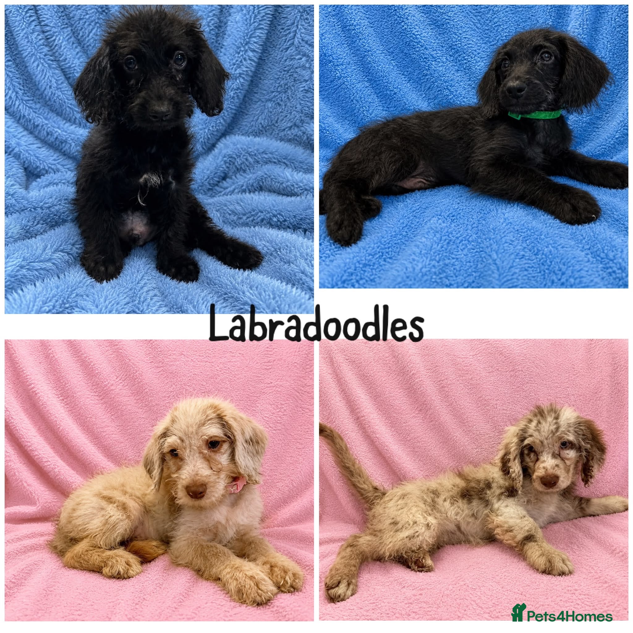 Labradoodle dogs Stunning Litter of Labradoodles - Advert 13