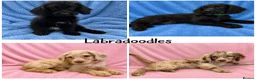 Labradoodle dogs for sale: Stunning Litter of Labradoodles - Advert 1