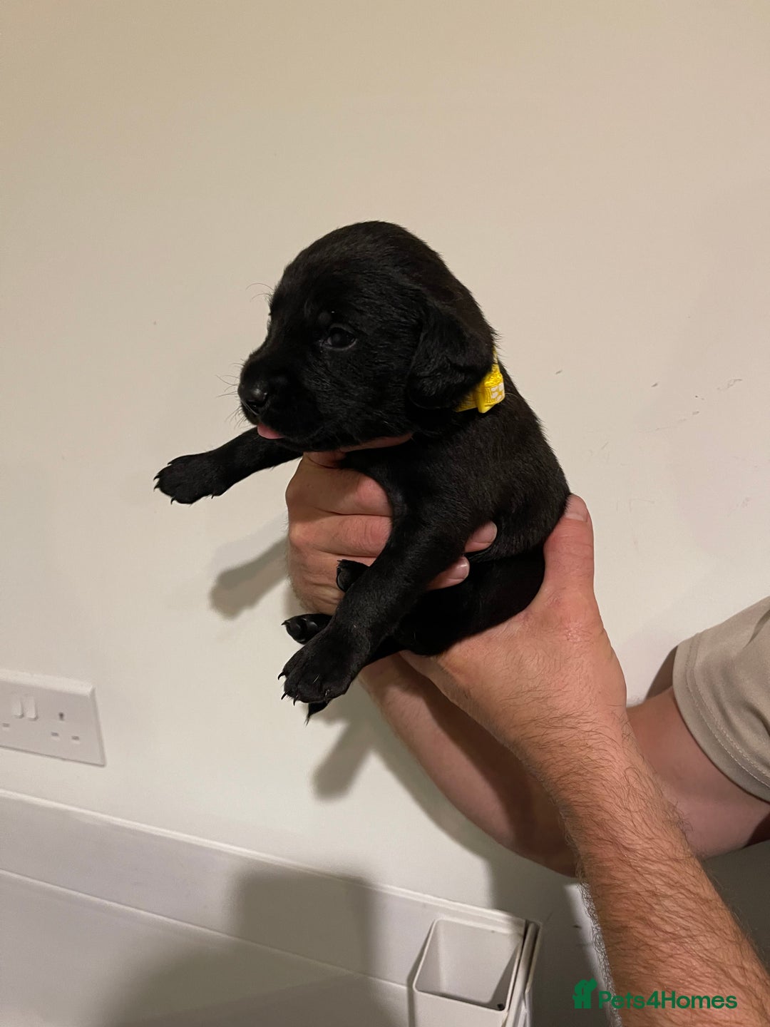 Labrador Retriever dogs for sale: 9 KC Black Lab Pups  - Image 7