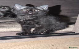 Mixed Breed cats for sale: Gorgeous kittens ready for new homes - Image 3