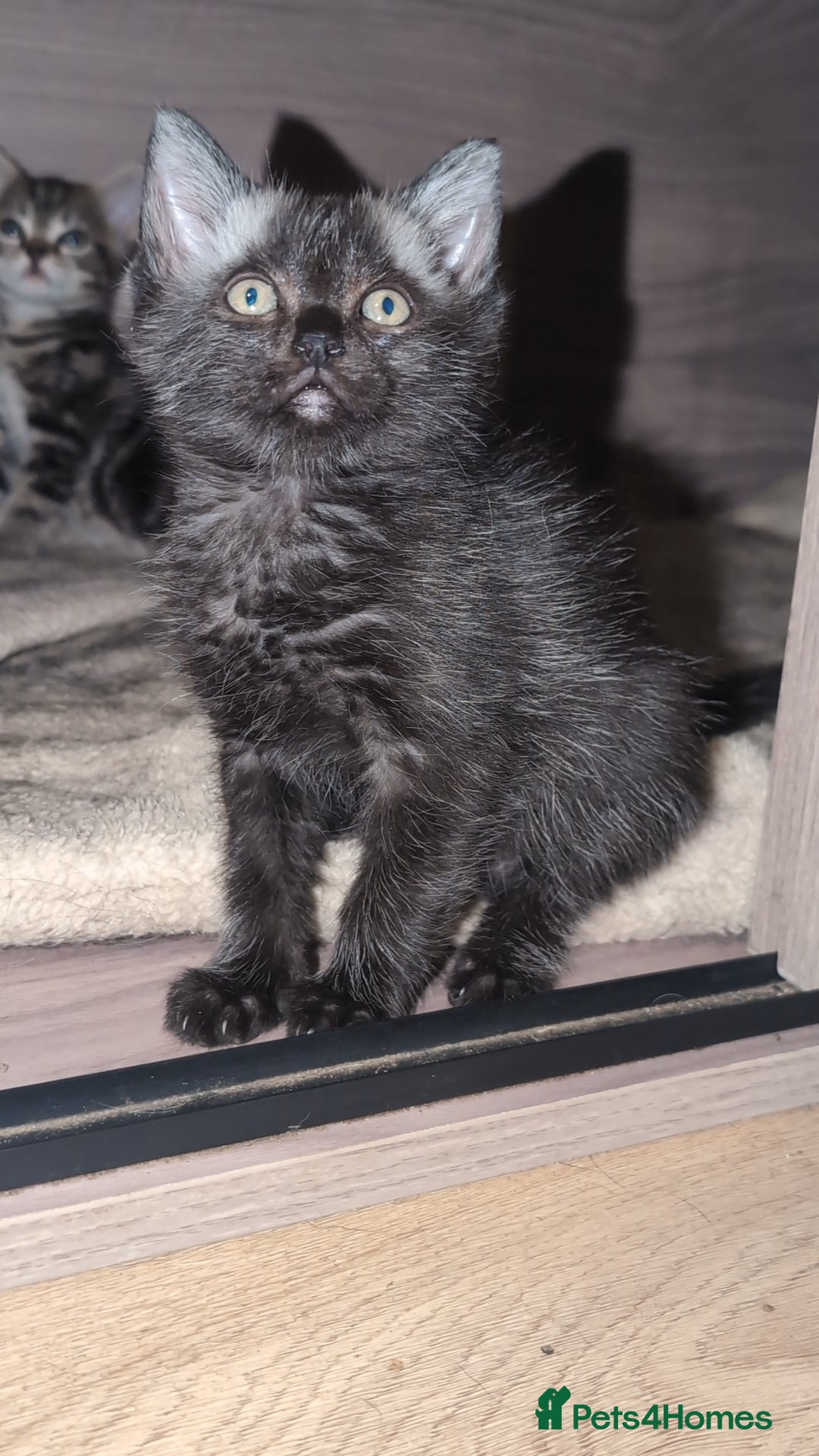 Mixed Breed cats for sale: Gorgeous kittens ready for new homes - Image 3