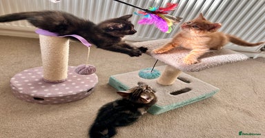 Mixed Breed cats - Advert 8