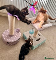 Mixed Breed cats - Advert 11