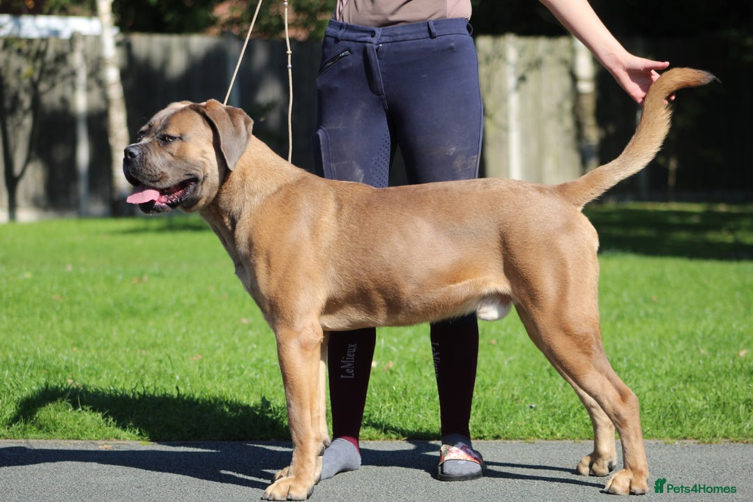 Cane Corso dogs for stud: 🧊 ANTIQUA FORTIS DA’VINCI OF PETRAANGELZ 🧊 - Image 6
