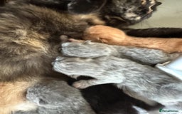 British Shorthair cats for sale: GCCF registered British longhairs and Shorthairs - Image 3