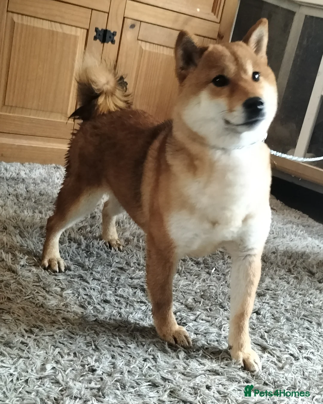 Japanese Shiba Inu dogs for sale: 2yo KC female shiba inu  - Advert 4