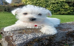 West Highland Terrier dogs for sale: Beautiful Westie Pups looking for forever homes 💞 - Image 5