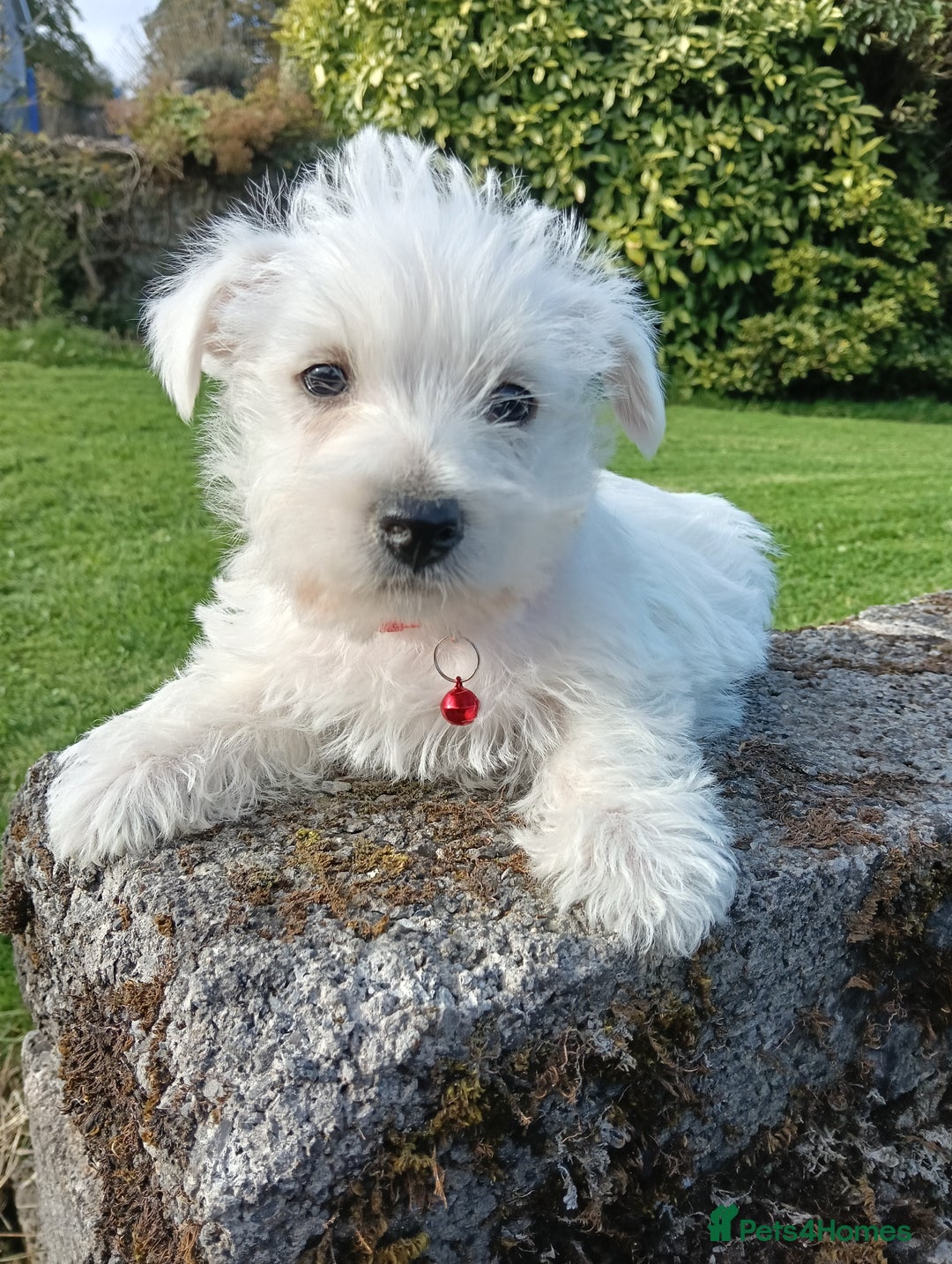 West Highland Terrier dogs for sale: Beautiful Westie Pups looking for forever homes 💞 - Image 5