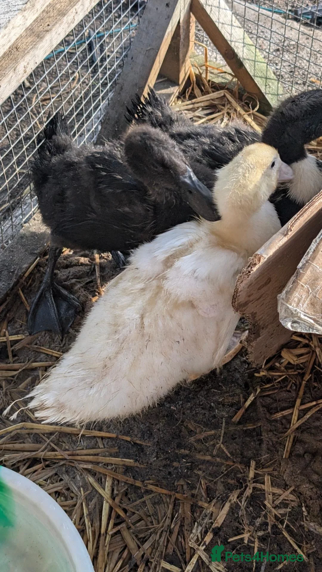 Ducks poultry for sale: 3x Cayuga Ducks for £30 in Basildon - Advert 2