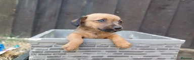 Jack Russell 2
