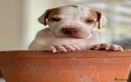 Pointer dogs for sale: KC reg Pointer Puppies - Image 13