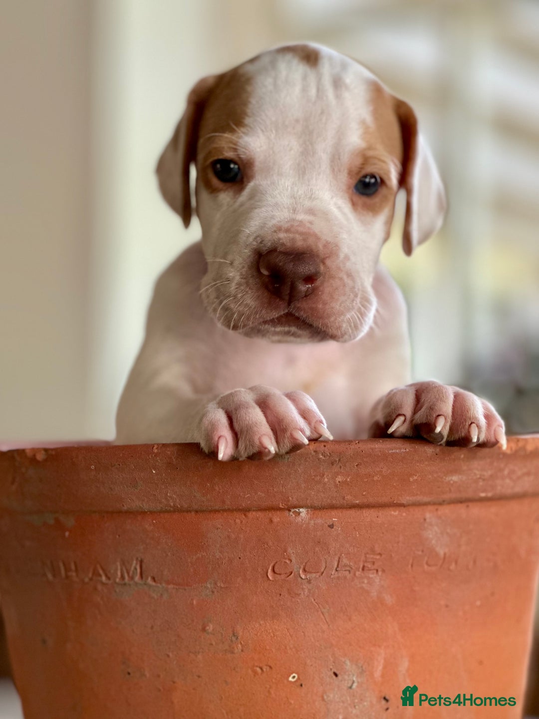 Pointer dogs for sale: KC reg Pointer Puppies - Image 13