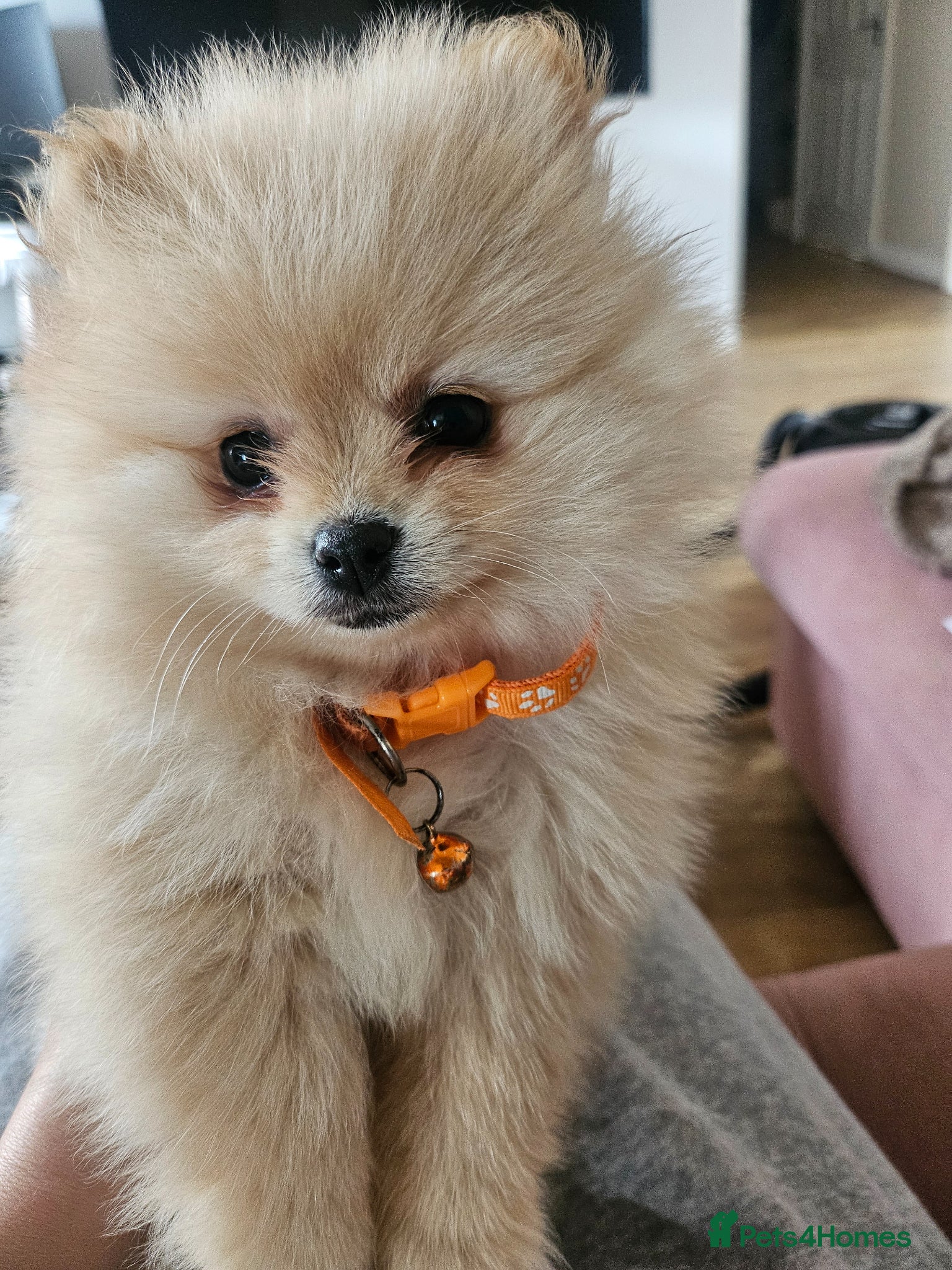 Pomeranian dogs Pomeranian  - Advert 2