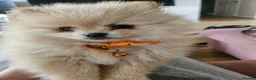 Pomeranian dogs for sale: Pomeranian  - Advert 1