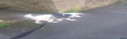 Mixed Breed dogs for sale: Dog in need of rehoming  - Advert 4