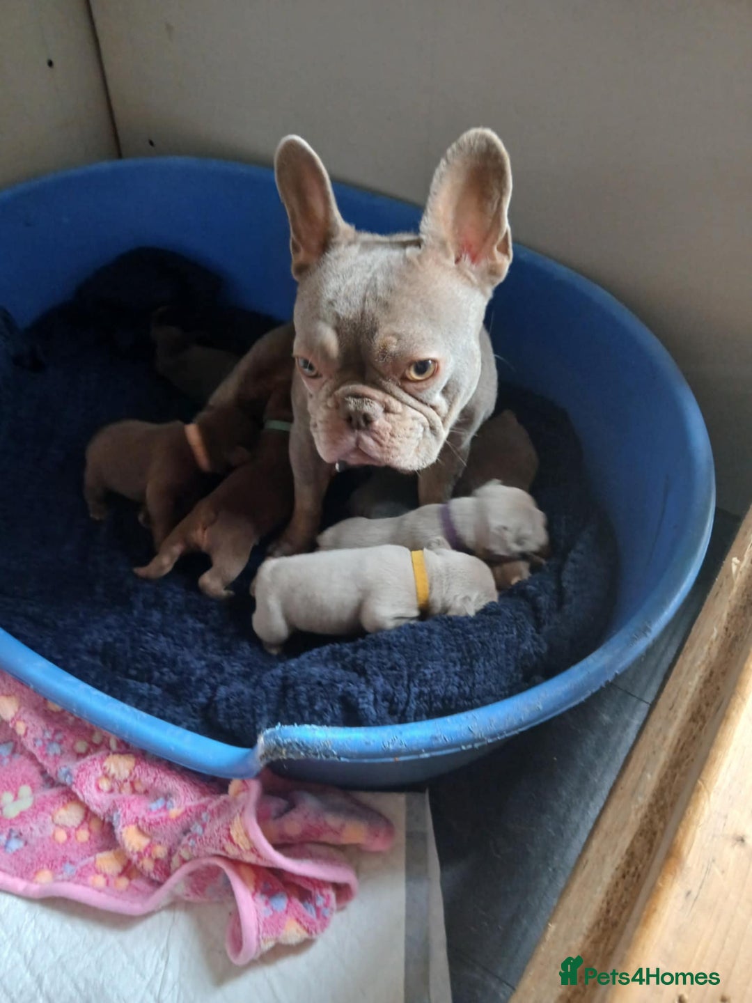 French Bulldog dogs for sale: French bulldogs for sale  - Image 6