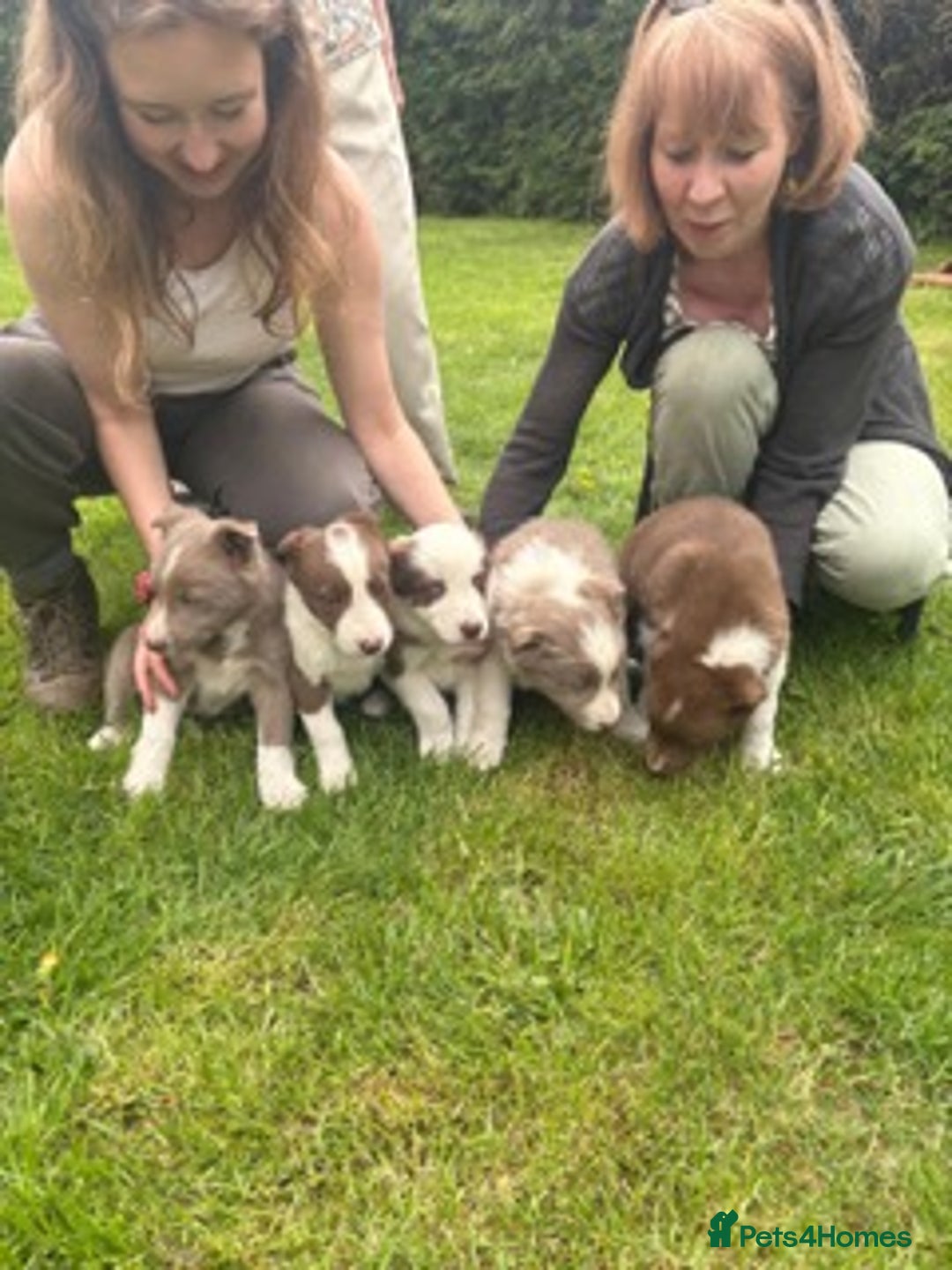 Border Collie dogs for sale: 5 border collie puppies for sale in Builth Wells - Image 1