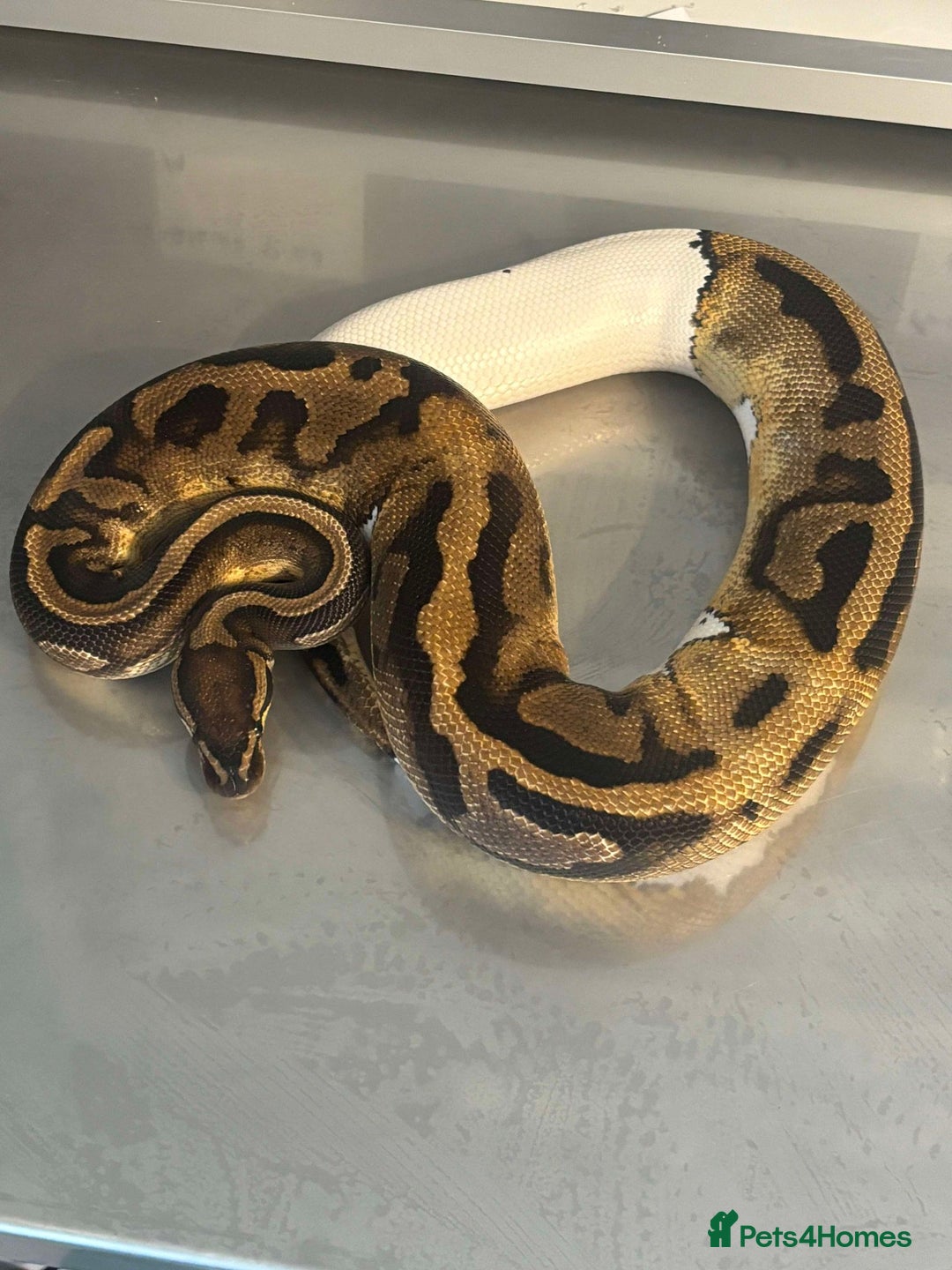 Python Snake reptiles for sale: Captive Bred Ball Pythons – Dundee - Advert 9