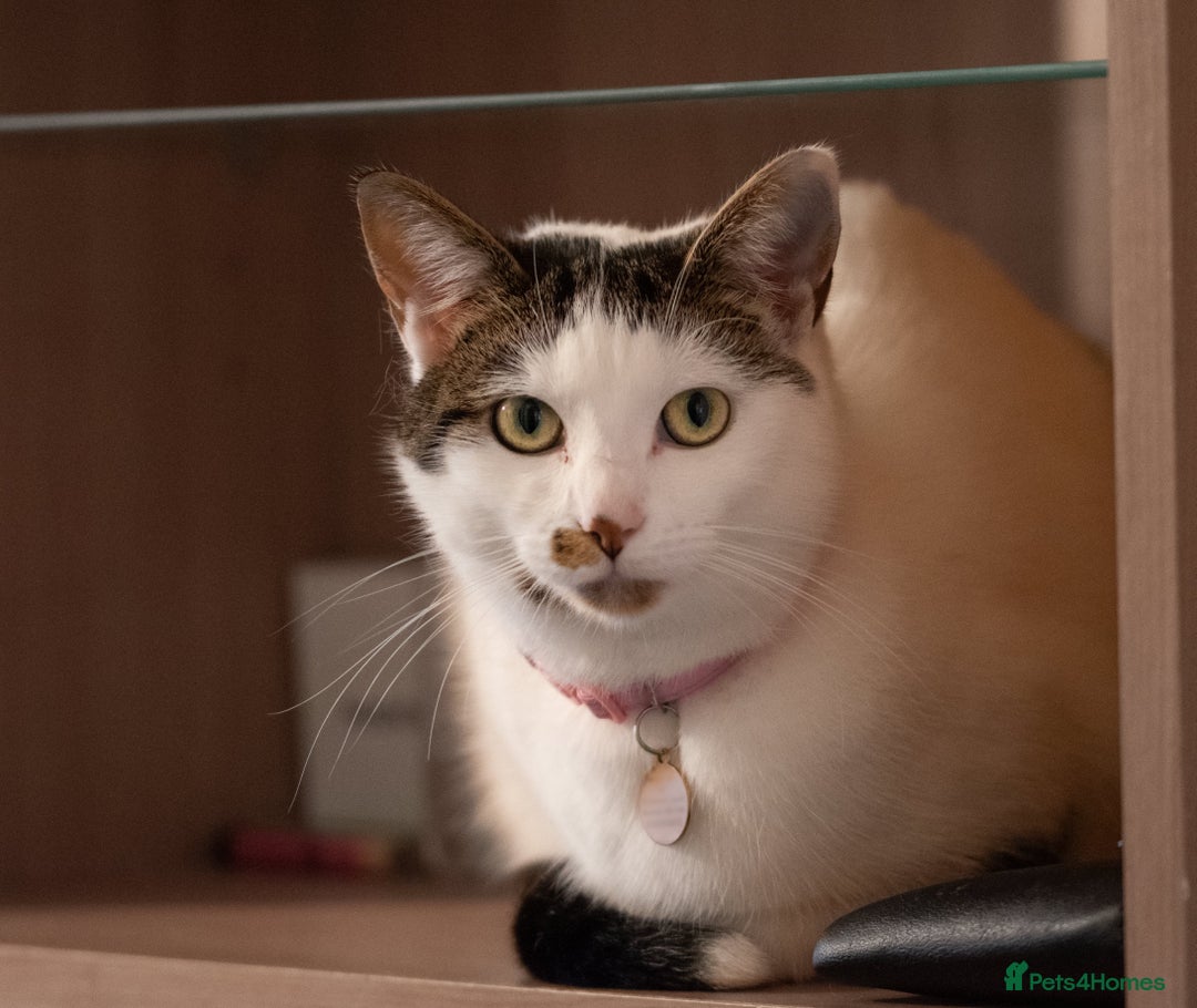 British Shorthair cats for sale: 2 year old beautiful white girl cat.  - Image 3