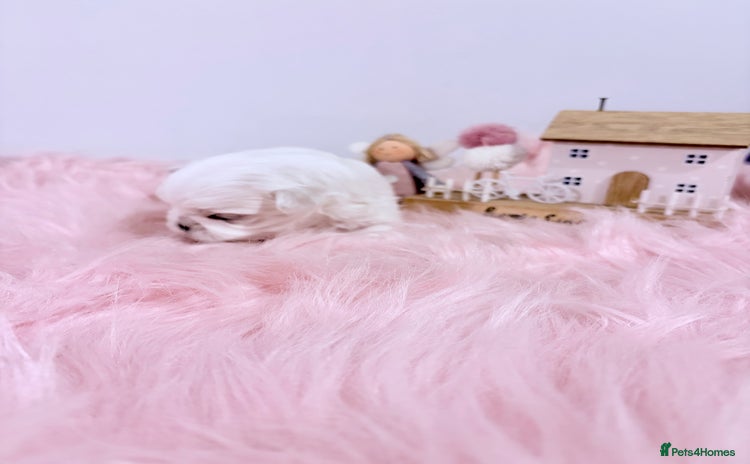 Maltese dogs - Advert 2