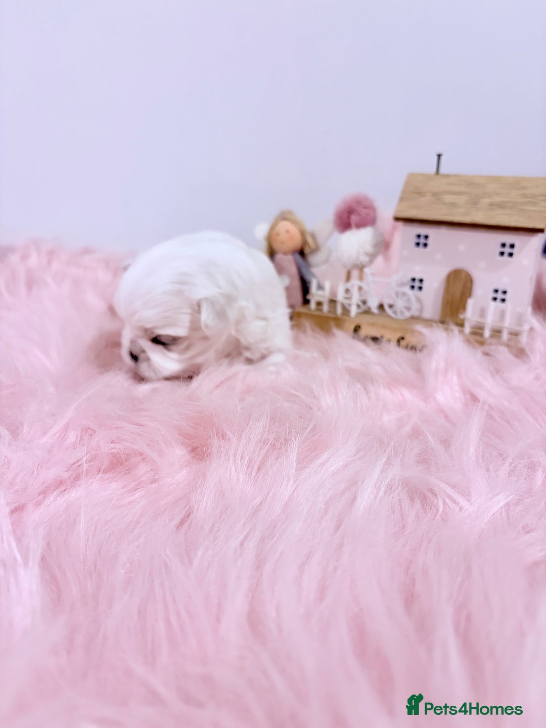 Maltese dogs for sale: ❤️🩵Full Korean Baby pups🩵❤️ - Advert 31