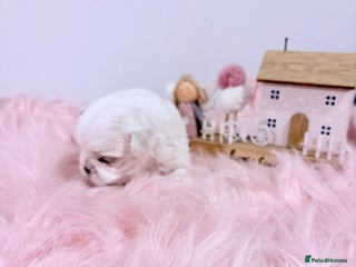 Maltese dogs - Advert 1