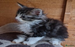 Mixed Breed cats for sale: Sweet Maine Coon mix for sale - Image 8