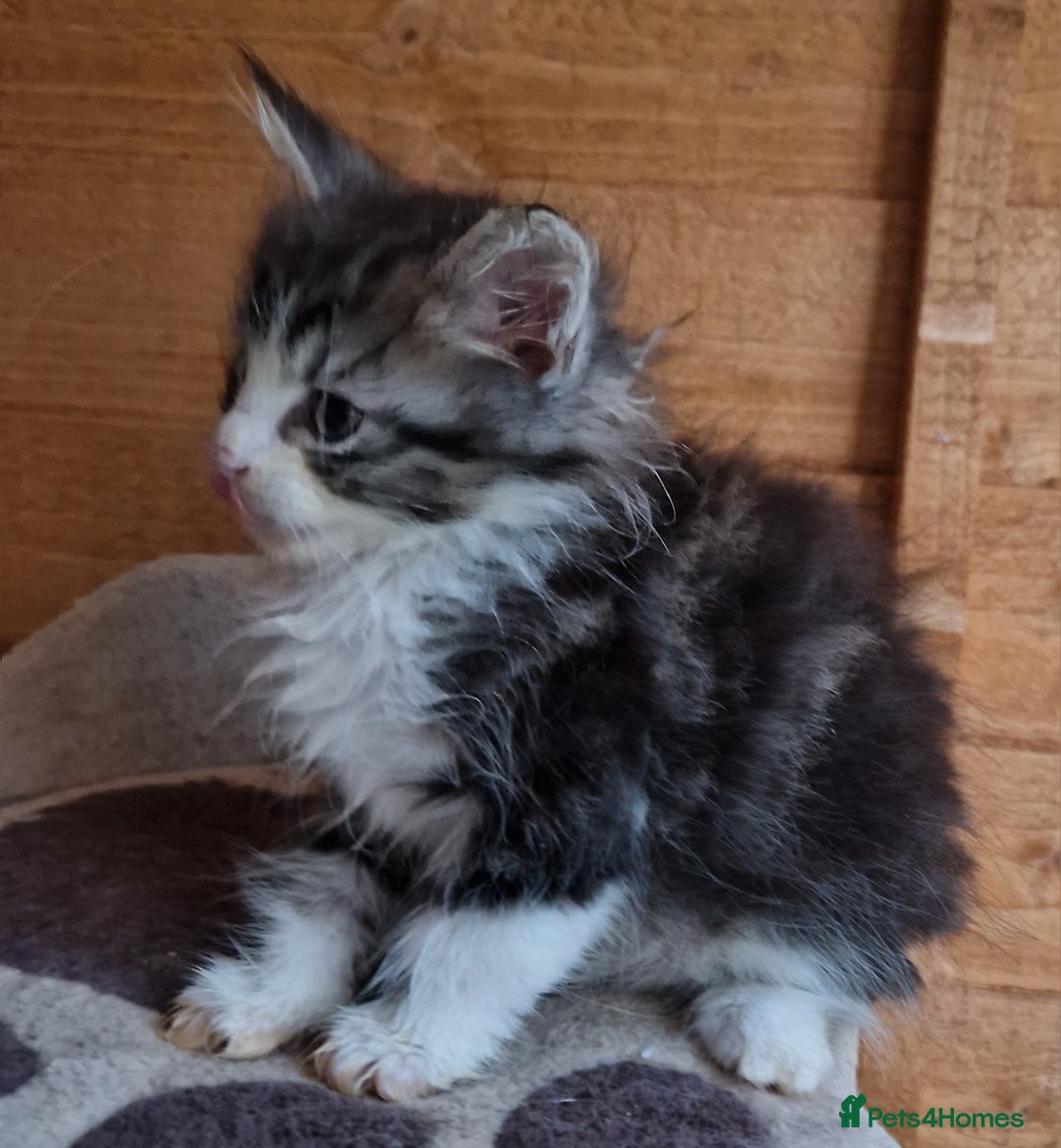 Mixed Breed cats for sale: Sweet Maine Coon mix for sale - Image 8
