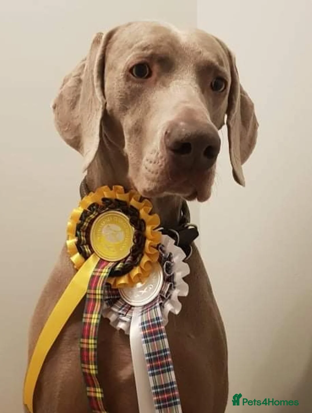 Weimaraner dogs for stud: AMERICAN BOY Gray Arrow - STUD in Edinburgh - Advert 16