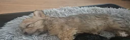 Yorkshire Terrier dogs for sale: Yorkshire Terrier 3 BEAUTIFUL GIRLS AVAILABLE 🐾💗 - Advert 6