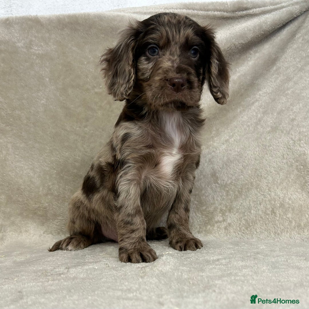 Cockapoo dogs for sale: Stunning cockapoo puppies  - Advert 4